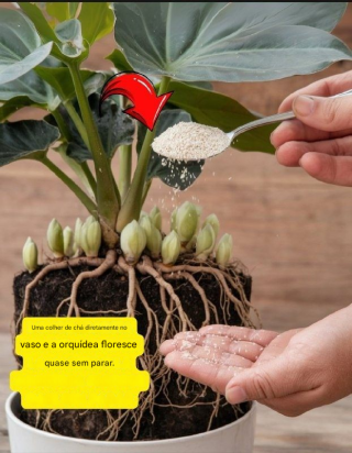 ANÚNCIO O segredo do alho para orquídeas que florescem sem parar