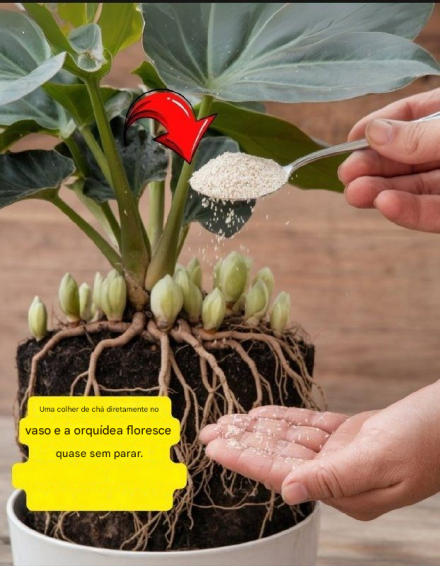 ANÚNCIO O segredo do alho para orquídeas que florescem sem parar