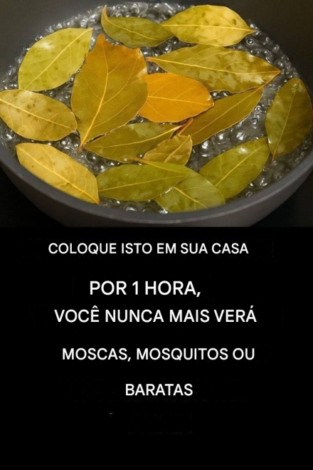 Diga adeus às moscas, mosquitos e baratas fervendo estas folhas.