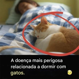 A doença mais grave causada por dormir com gatos: prevenção e dicas.