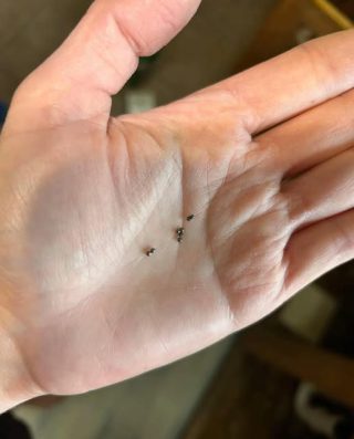 Encontrou bolinhas de metal debaixo da pia da cozinha? Veja o que elas significam.