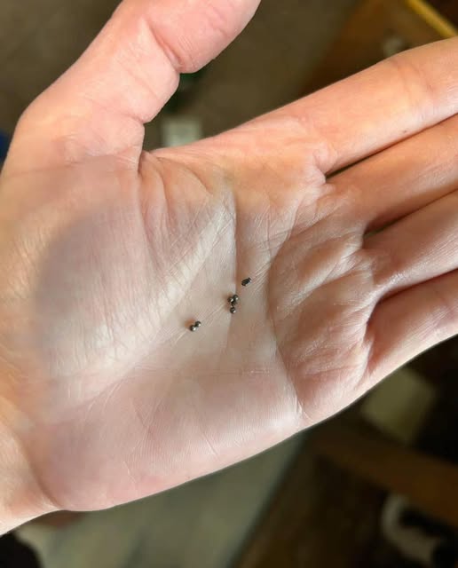 Encontrou bolinhas de metal debaixo da pia da cozinha? Veja o que elas significam.