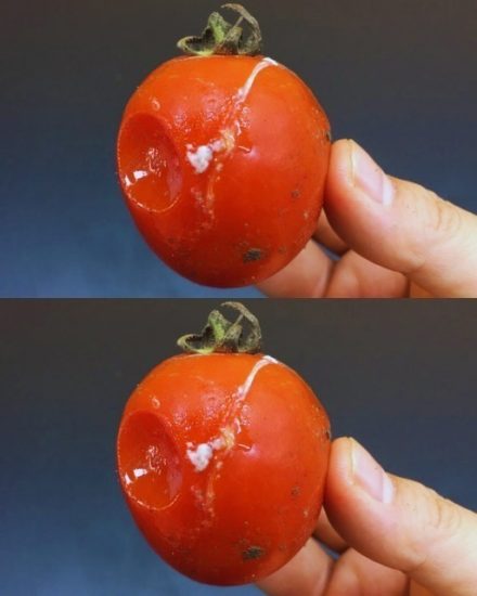 Não jogue fora tomates podres.