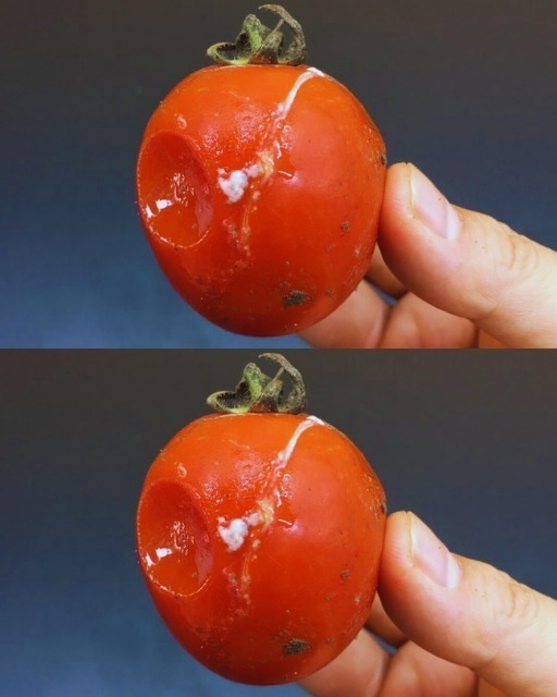 Não jogue fora tomates podres.