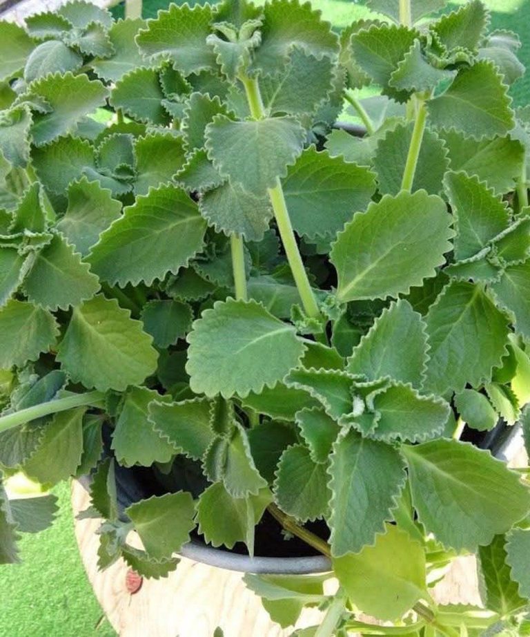 Apenas uma folha de orégano por dia e você não sofrerá mais…