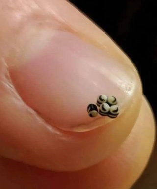 Pedimos uma salada, mas havia minúsculos pontos pretos na comida – fomos direto para o hospital.