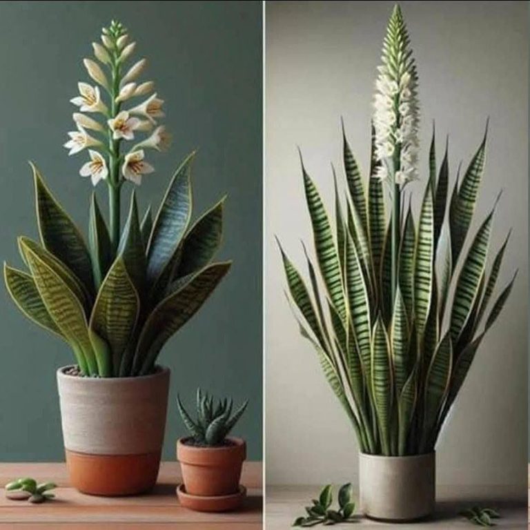 “Espírito de sogra”: a planta que melhor purifica o ar da sua casa, segundo a NASA. Para respirar melhor.