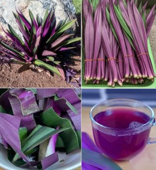 Diga adeus às infecções do trato urinário, asma, diabetes, má circulação, fígado gorduroso e pressão alta. Como preparar…