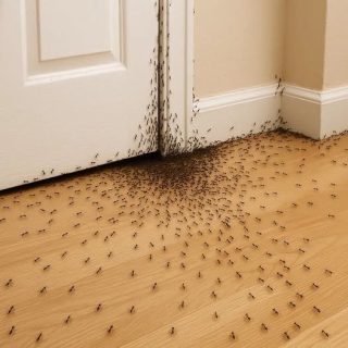 Quando formigas invadem sua casa, eis o que o Universo está tentando lhe dizer.