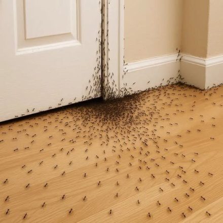 Quando formigas invadem sua casa, eis o que o Universo está tentando lhe dizer.