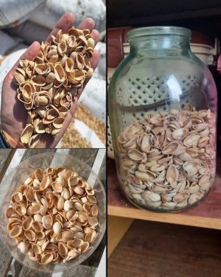 Como transformá-los em pó e usá-lo no seu jardim