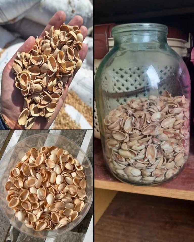 Como transformá-los em pó e usá-lo no seu jardim