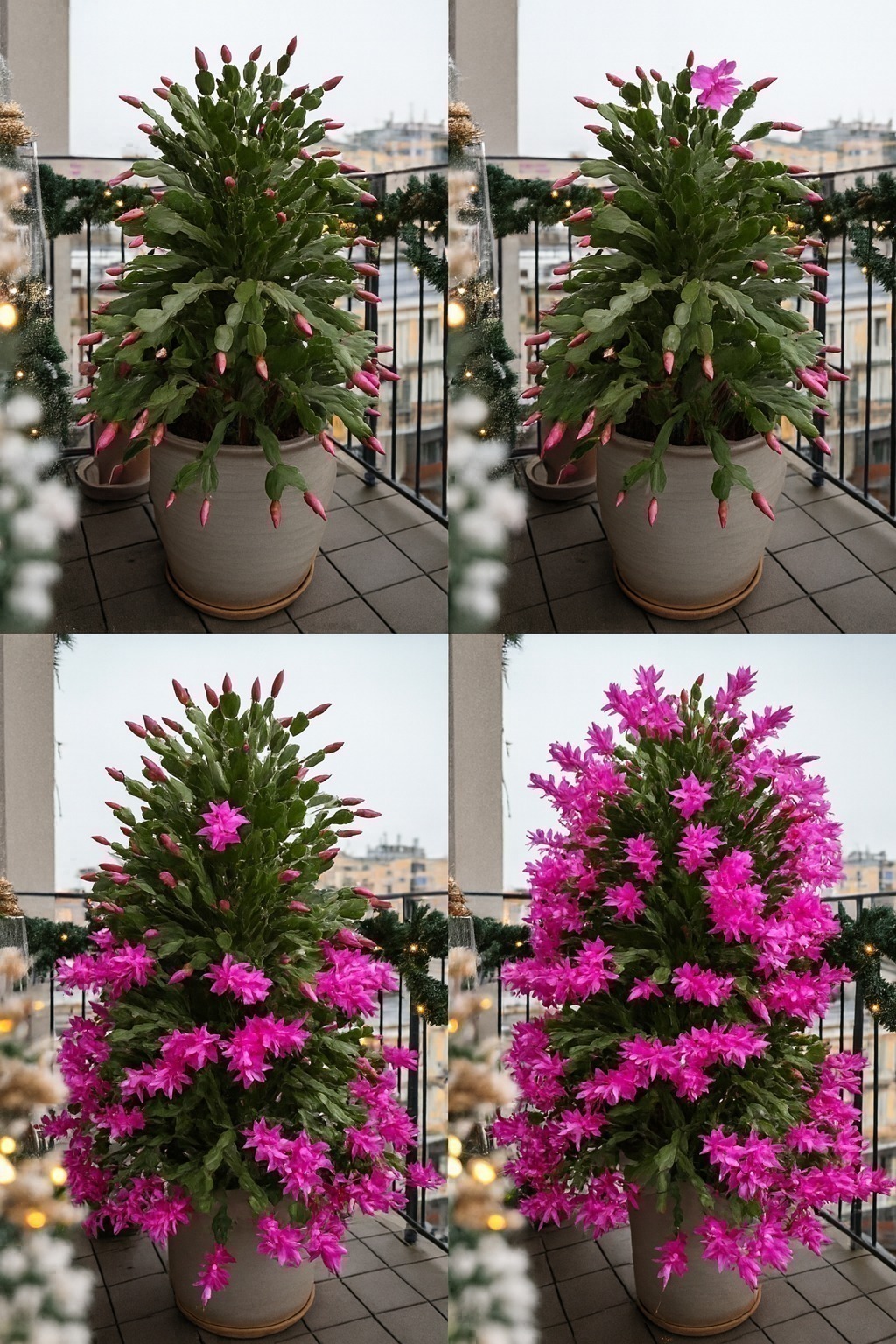 O segredo para que seu cacto de Navidad floresça mais flores