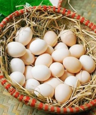 Pare de comer estes 6 tipos de ovos agora mesmo – eles são perigosos para a sua saúde!