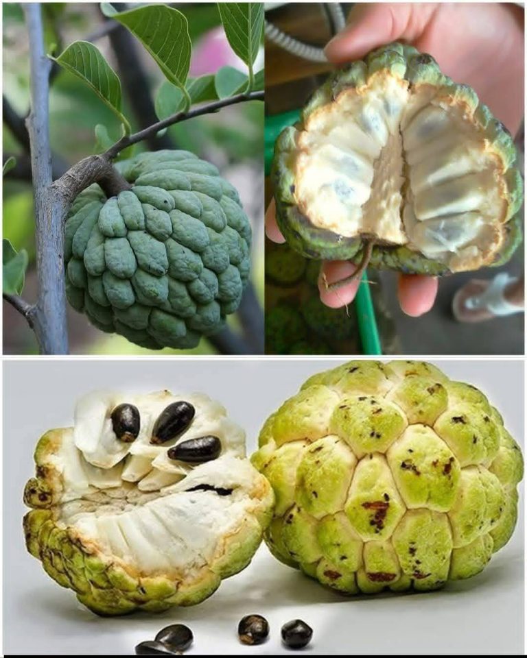 Fruta-do-conde (Annona squamosa): Uma fruta doce com poderosos benefícios para a saúde