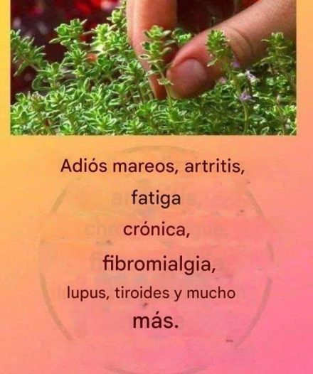 Este es un verdadero “té de Dios”, ya que trata la artritis, el lupus, los mareos, los problemas de tiroides y la fatiga crónica.