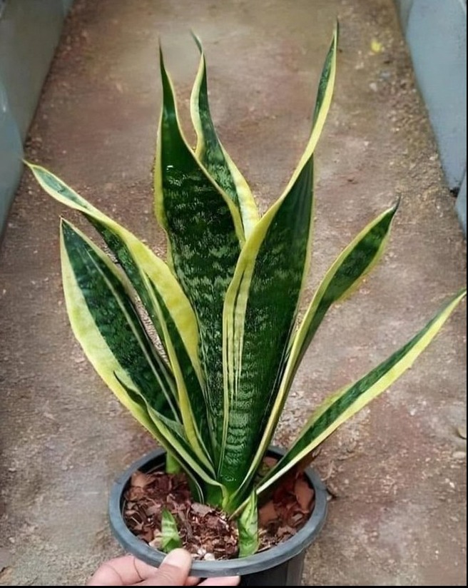 Se você tem essa planta em casa, é porque ela tem… Veja mais