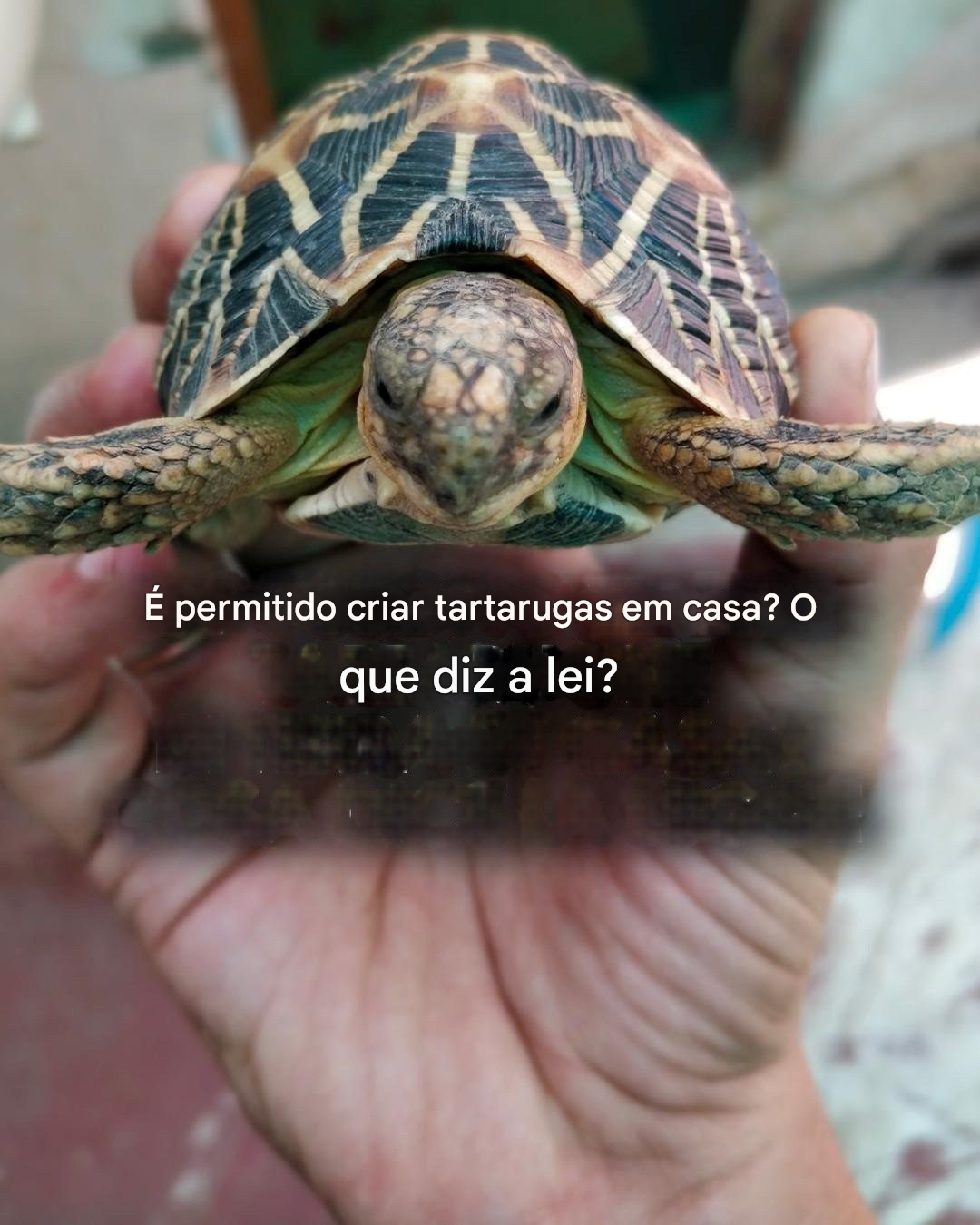 Quer saber se você pode criar tartarugas em casa? Descubra o que diz a lei, o que esses animais precisam e como cuidar deles adequadamente.