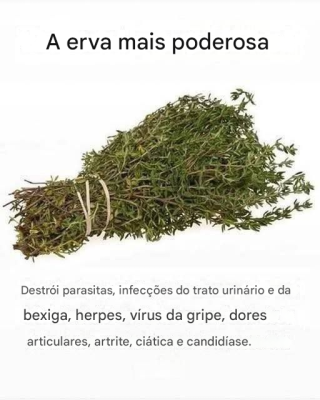 A erva mais poderosa que destrói parasitas, infecções do trato urinário e da bexiga, herpes e vírus da gripe.