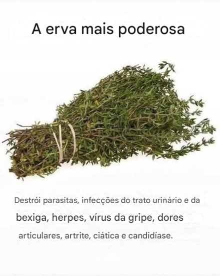 A erva mais poderosa que destrói parasitas, infecções do trato urinário e da bexiga, herpes e vírus da gripe.