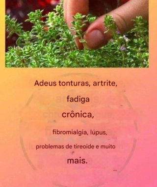 Este é um verdadeiro “chá de Deus”, pois trata artrite, lúpus, tontura, problemas de tireoide e fadiga crônica.