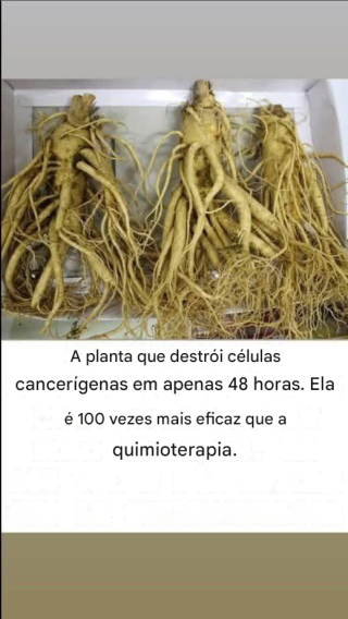 Raiz de dente-de-leão