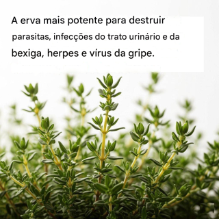 A erva mais potente que destrói parasitas, infecções do trato urinário e da bexiga, herpes e vírus da gripe.