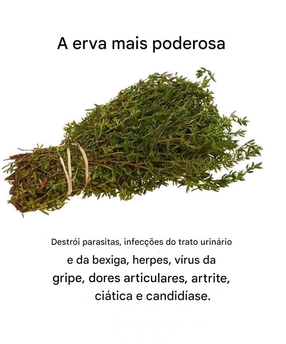 Óleo de orégano: propriedades, benefícios e modo de usar.