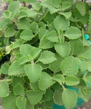 Basta uma folha de orégano por dia e você não sofrerá mais.