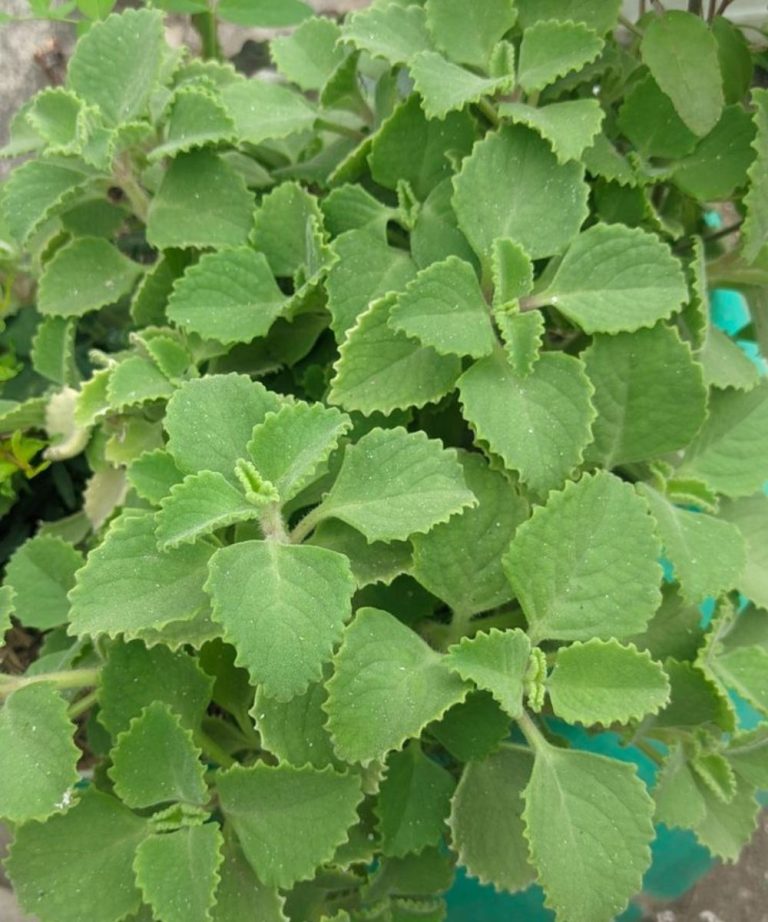 Basta uma folha de orégano por dia e você não sofrerá mais.