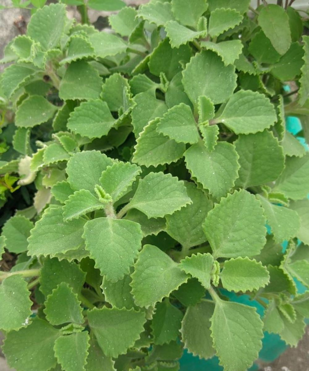 Basta uma folha de orégano por dia e você não sofrerá mais.