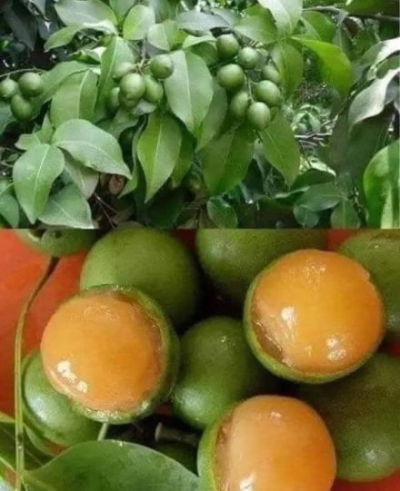 ¿Cuales son los beneficiosos de comer quenepa?