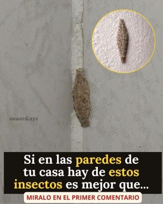 El curioso insecto que se alberga en las paredes y techos del hogar.