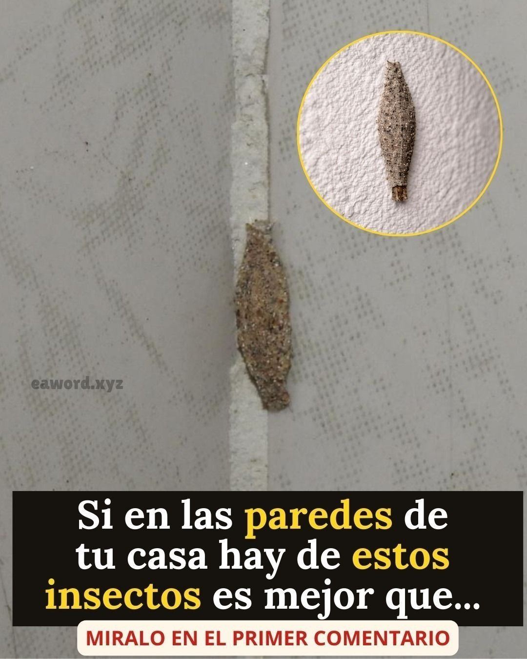 El curioso insecto que se alberga en las paredes y techos del hogar.